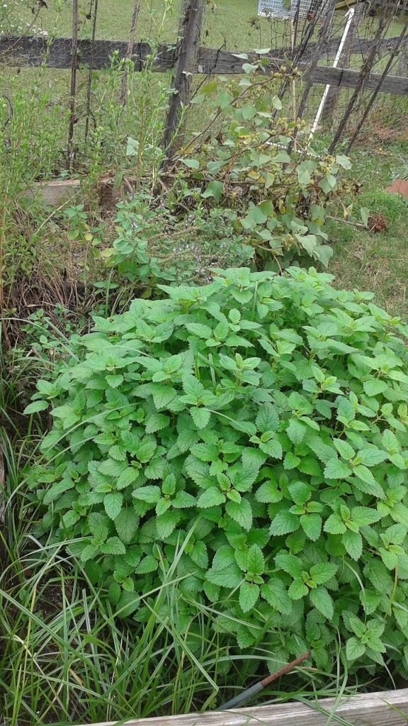 Lemon Balm (Melissa)