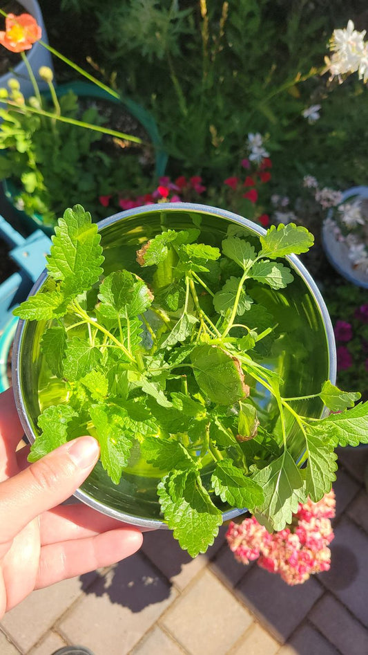 Lemon Balm (Melissa)
